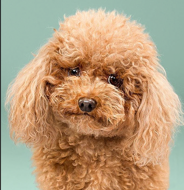 Before grooming